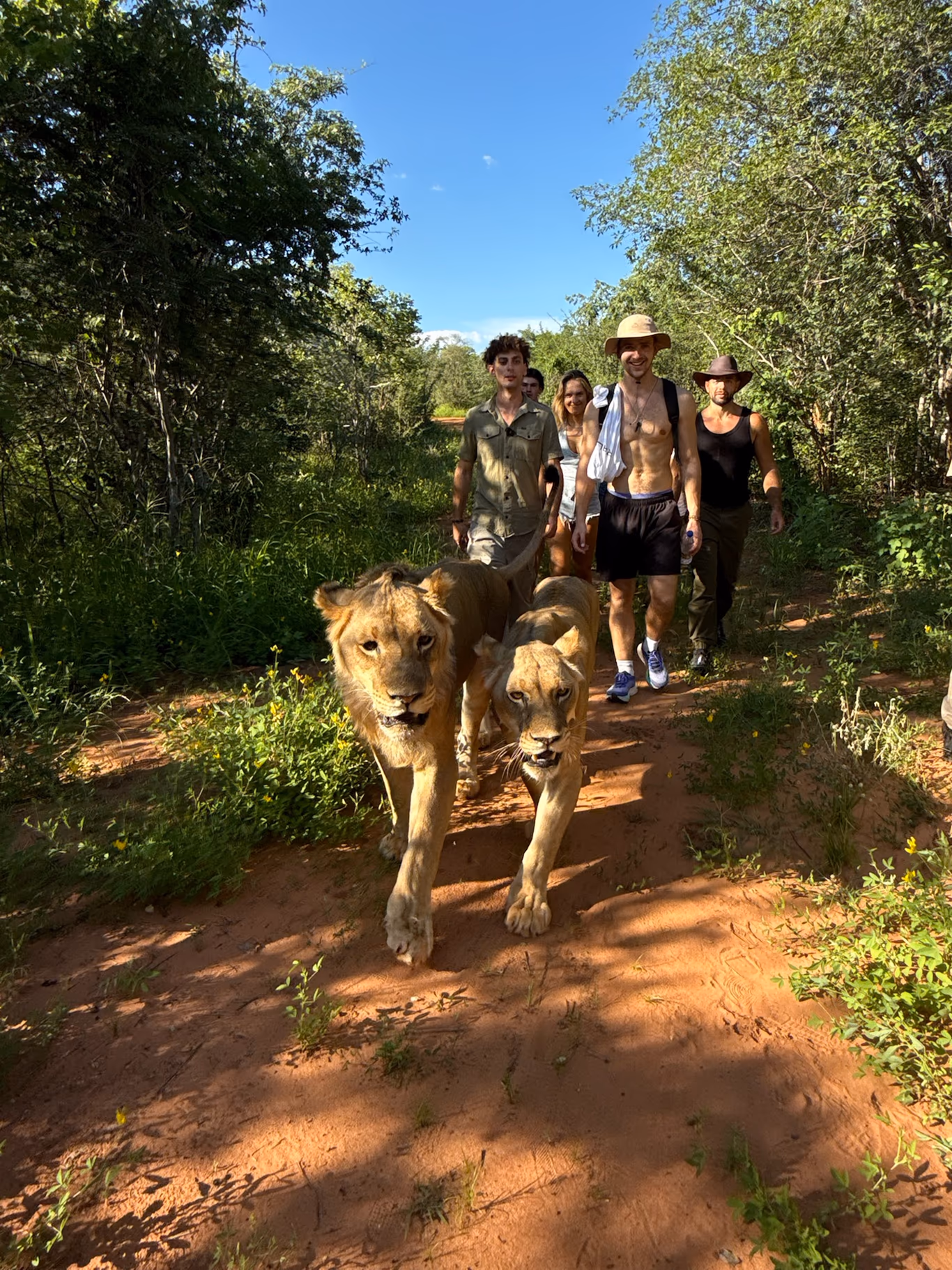 Helix trips — the table, completely off the grid Helix founders walking a bush trail flanked by two lions on a trip in the wild